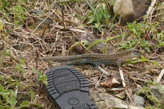 Ameiva praesignis