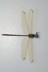Synthemis miranda