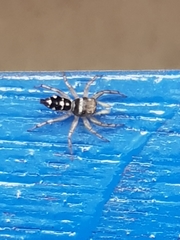 Chrysillini