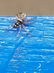 Chrysillini