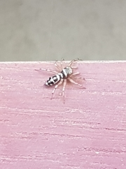 Chrysillini