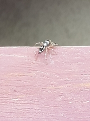 Chrysillini