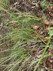 Poa anceps