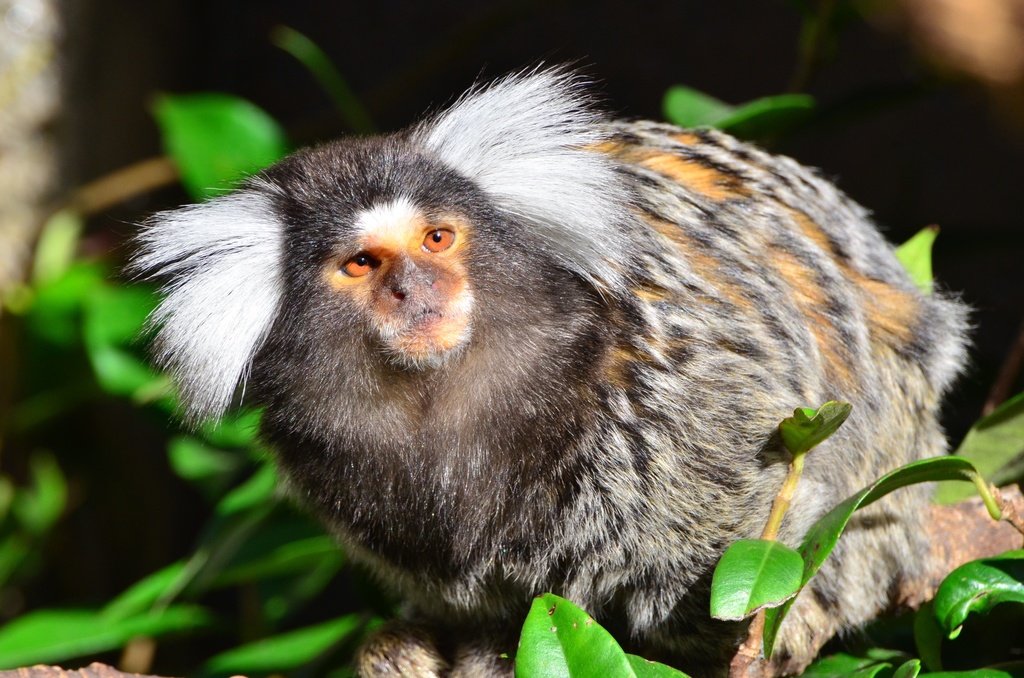 Sagui de tufo branco callithrix jacchus pequeno macaco que habita as  florestas brasileiras