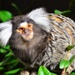 Common Marmoset - Photo (c) Rum Bucolic Ape, some rights reserved (CC BY-ND)