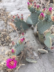 Opuntia basilaris