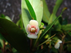 Garcinia pedicellata