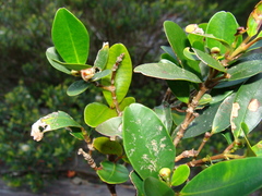 Garcinia pedicellata