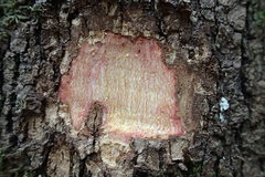 Garcinia pedicellata