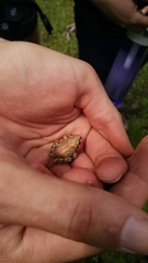 Pseudacris streckeri