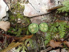 Garcinia amplexicaulis