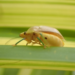 Augocoris
