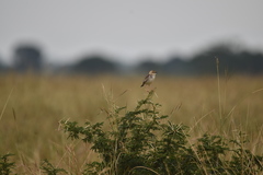 Cisticola robustus