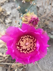 Opuntia basilaris