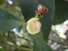 Garcinia pedicellata