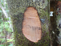 Garcinia vieillardii