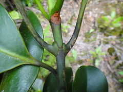 Garcinia vieillardii