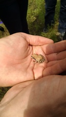 Pseudacris streckeri