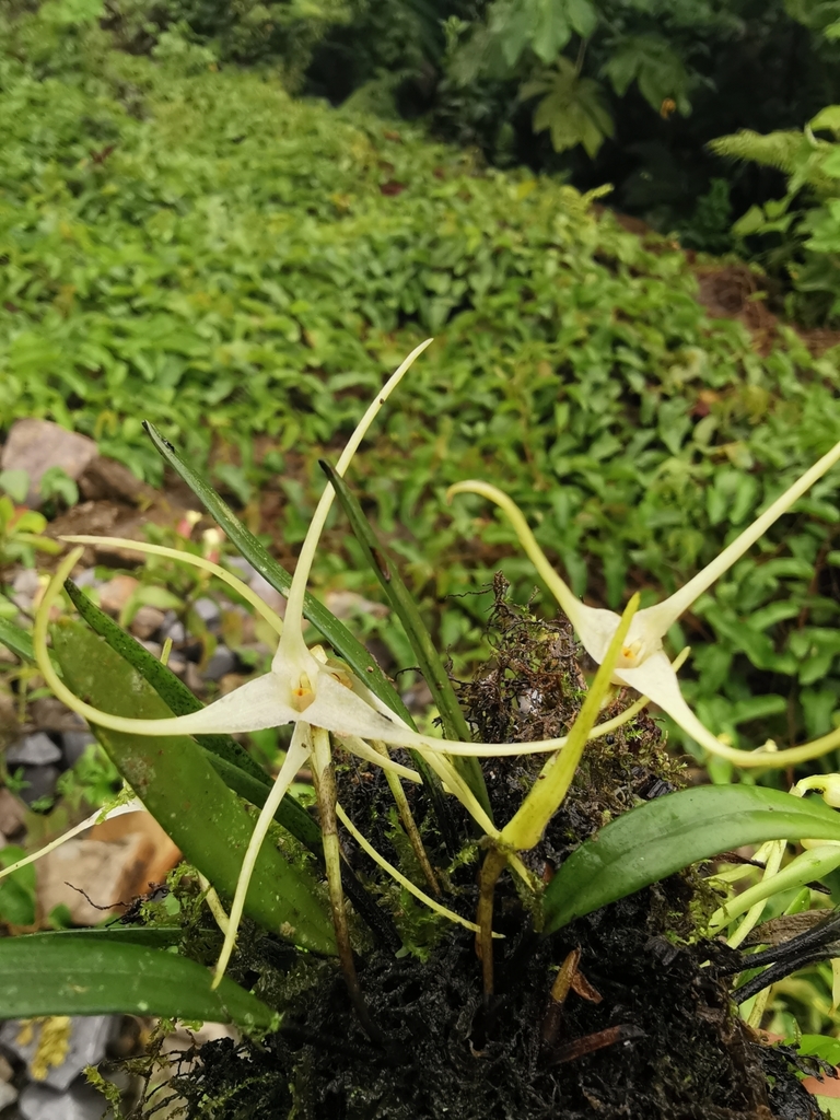 Masdevallia pumila