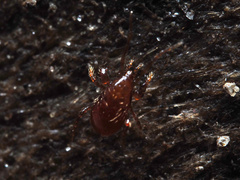 Pergamasus