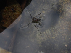 Metrocoris lituratus