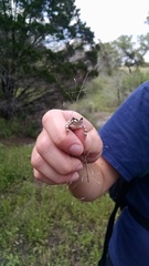 Pseudacris streckeri
