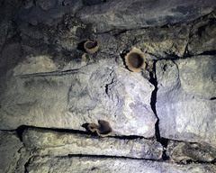 Peziza domiciliana