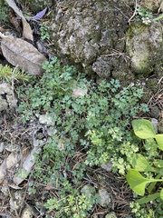 Collomia heterophylla