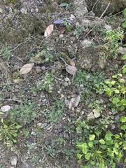 Collomia heterophylla