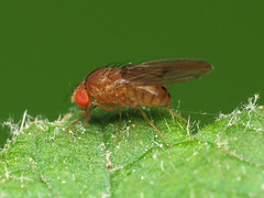 Drosophila tripunctata