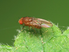 Drosophila tripunctata