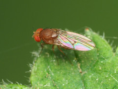 Drosophila tripunctata