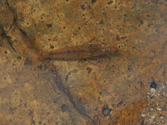 Caridina cantonensis