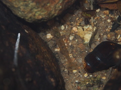 Caridina cantonensis