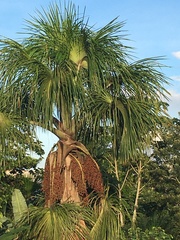 Mauritia flexuosa