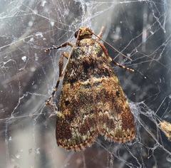 Orthaga atribasalis