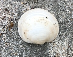 Zemysina globularis