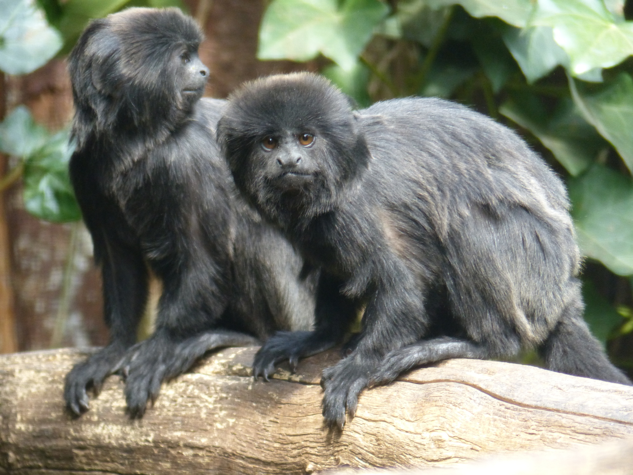 Goeldi's Marmoset (Callimico goeldii) · iNaturalist