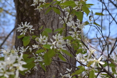 Amelanchier laevis