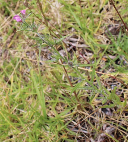 Misopates orontium iNat (1)