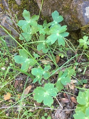 Delphinium nudicaule