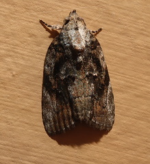 Etanna breviuscula
