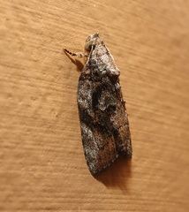 Etanna breviuscula