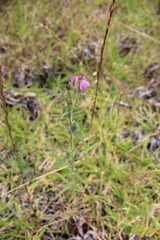 Misopates orontium orontium