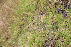 Misopates orontium orontium