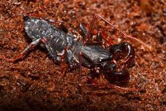 Thelyphonellus amazonicus