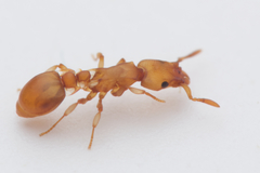 Colobostruma unicorna