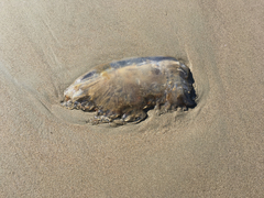 Chrysaora fuscescens