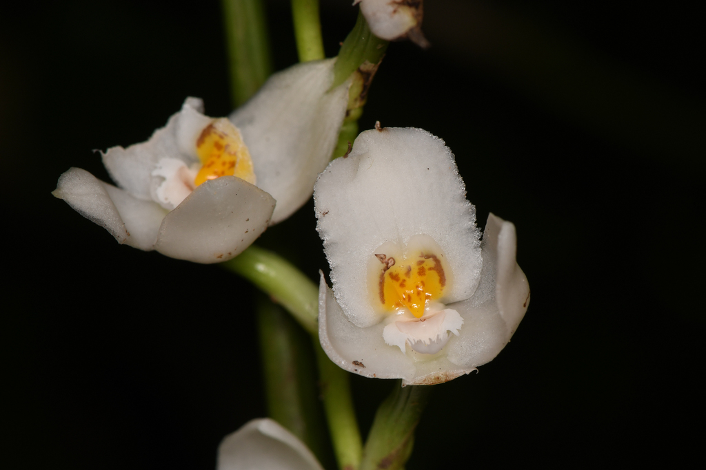 Cuitlauzina egertonii