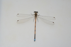 Eoargiolestes ochraceus